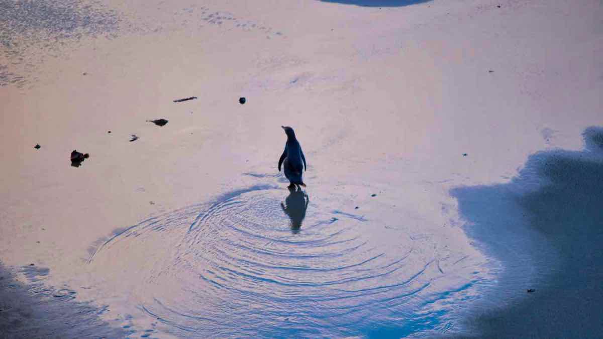 PenguinWorld